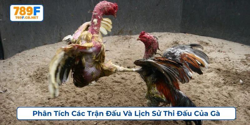 Cách chọn gà đá cựa sắt hay có thể dựa vào những phân tích chuyên môn