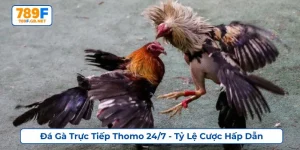 Đá gà trực tiếp Thomo 24/7