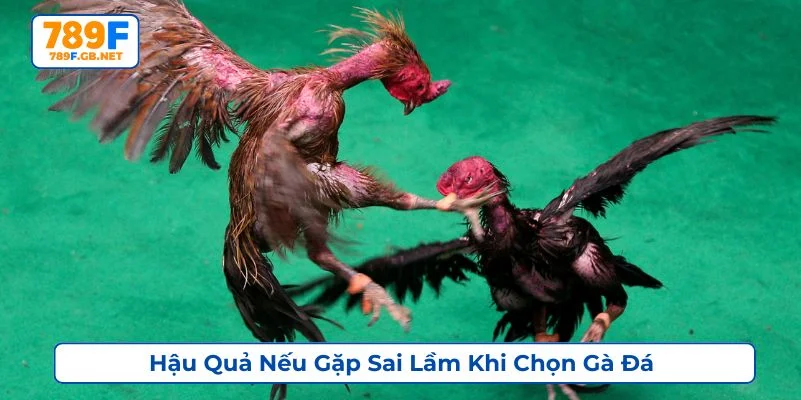 Gặp sai lầm khi chọn gà đá có thể khiến bạn thua cược liên tục