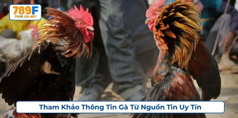 Người chơi cần chọn những nguồn tham khảo uy tín khi chọn gà đá cựa sắt