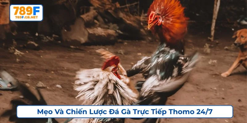 Tham khảo các mẹo cược đá gà trực tiếp Thomo 24/7 từ cao thủ