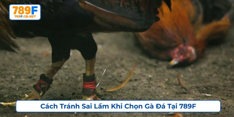 Tổng hợp những cách tránh sai lầm khi chọn gà đá